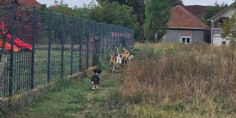 Čopor pasa lutalica pored vrtića u naselju Kumalak – roditelji u strahu, nadležni bez reakcije već tri nedelje