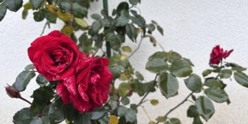 Usred novembra u Leskovcu cveta tamnocrvena ruža: priroda ponovo iznenadila