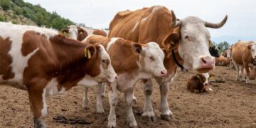 Raspisan Javni poziv za podsticaje za premiju osiguranja biljaka i životinja