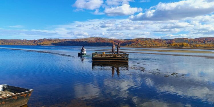 Na Vlasinskom jezeru postavljen prvi splav za gnežđenje čigri u Srbiji