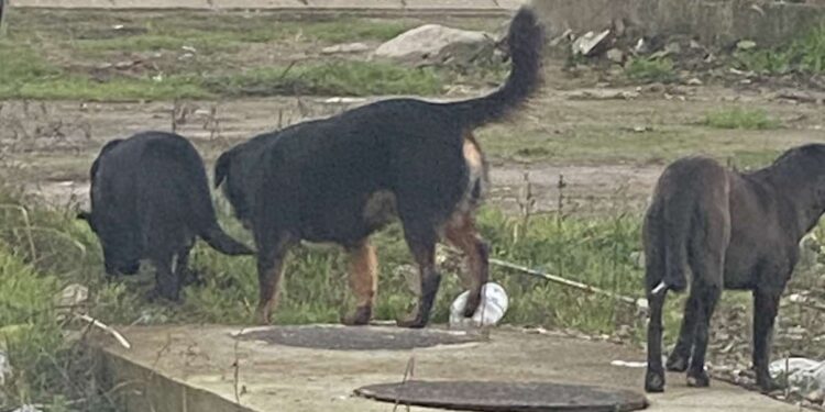 Pas lutalica izujedao više žena u centru Leskovca: traži ga i gradonačelnik, jurio i njega