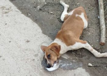 Nakon apela gradonačelnika nadležnima da zbrinu agresivnog psa sa ulice, u Leskovcu se desilo masovno trovanje pasa lutalica