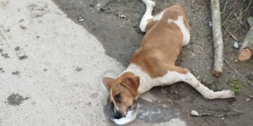 Nakon apela gradonačelnika nadležnima da zbrinu agresivnog psa sa ulice, u Leskovcu se desilo masovno trovanje pasa lutalica