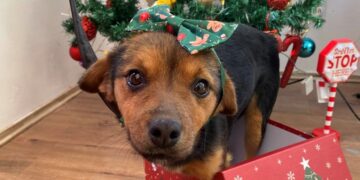 Ulepšaj sebi praznike-udomi psa: Novogodišnja i Božićna akcija leskovačke „Zoohigijene“