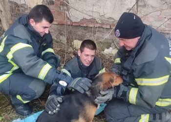 Leskovački vatrogasci, nakon dojave naše koleginice, izvukli psa iz šahta i spasili mu život