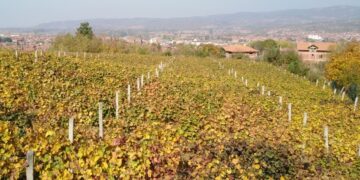 Opština Vlasotince raspisala javni poziv za subvencije u poljoprivredi