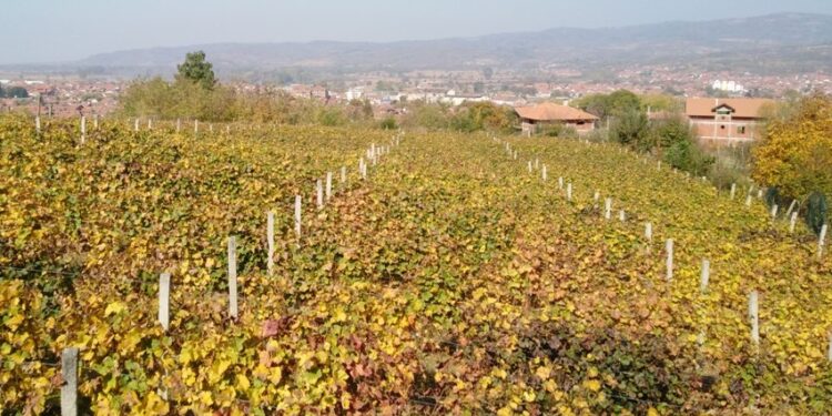 Opština Vlasotince raspisala javni poziv za subvencije u poljoprivredi