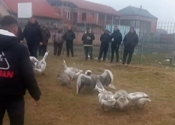 U Leskovcu održana peta Gusanijada, pobedio gusan „Makedonac“