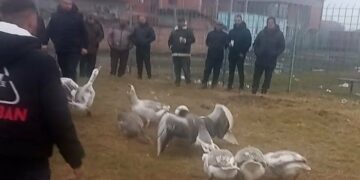 U Leskovcu održana peta Gusanijada, pobedio gusan „Makedonac“