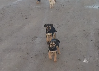 Apel iz Komunalca: Ne ostavljajte tek rođene pse pred vratima azila