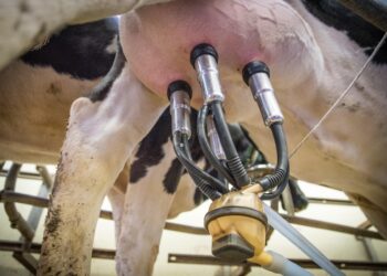 „Građani imaju pravo da znaju šta piju“: Zahtev za obavezno isticanje porekla mleka