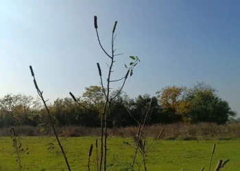 Jablanički okrug je Crna tačka u krivolovu i hvatanju divljih ptica