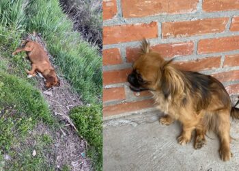 Užas u Belanovcu: Psi upucani iz vazdušne puške, jedan ostao paralizovan