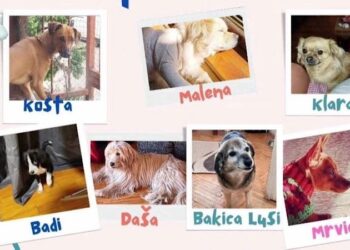 Dragana iz Leskovca brine o 16 napuštenih životinja i moli za pomoć građana