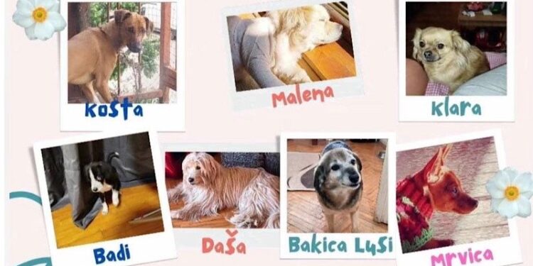 Dragana iz Leskovca brine o 16 napuštenih životinja i moli za pomoć građana