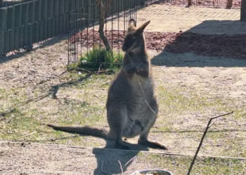 Da li ste znali? U okolini Niša živi kengur po imenu Dragan i nije baš druželjubiv prema gostima
