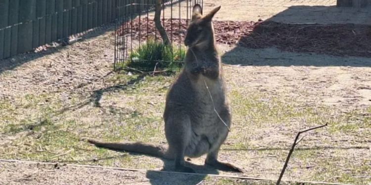 Da li ste znali? U okolini Niša živi kengur po imenu Dragan i nije baš druželjubiv prema gostima