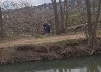 „Ovo je postao biznis!“: Ko seče drveće uz obalu Veternice u Leskovcu?