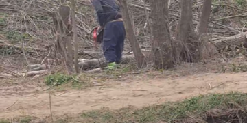 „Ovo je postao biznis!“: Ko seče drveće uz obalu Veternice u Leskovcu?