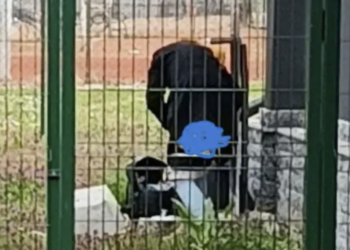 Krenuli na Vučićev miting, pa mu vršili nuždu ispred kuće