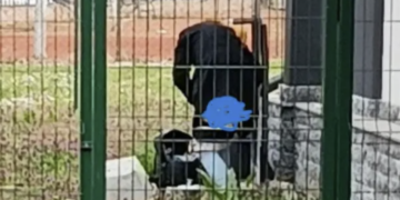 Krenuli na Vučićev miting, pa mu vršili nuždu ispred kuće