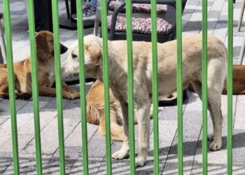 Deca „zarobljena“ na igralištu: Roditelji ih izvodili preko ograde zbog pasa lutalica