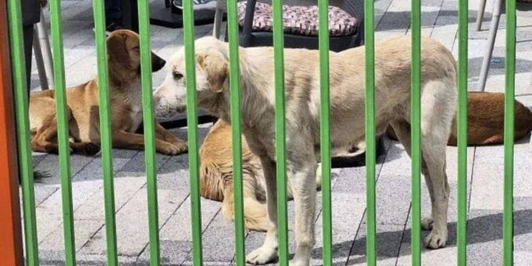 Deca „zarobljena“ na igralištu: Roditelji ih izvodili preko ograde zbog pasa lutalica