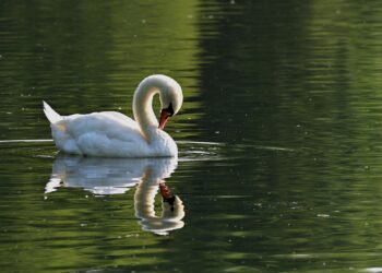 Ukraden labud sa Aleksandrovačkog jezera, drugi spašen u poslednjem trenutku