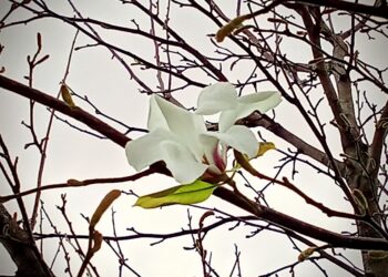 Počele da cvetaju raskošne magnolije u gradskom parku