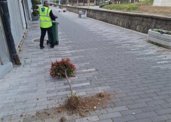 Nepoznata lica počupala sadnice na keju pored Vlasine