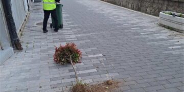 Nepoznata lica počupala sadnice na keju pored Vlasine