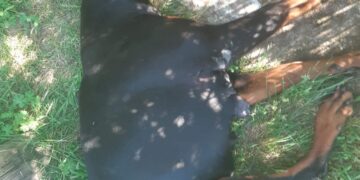 Organizovano trovanje pasa u veterinarskoj stanici u Lebanu – Sumnja se na umešanost „nekoga moćnog“?!