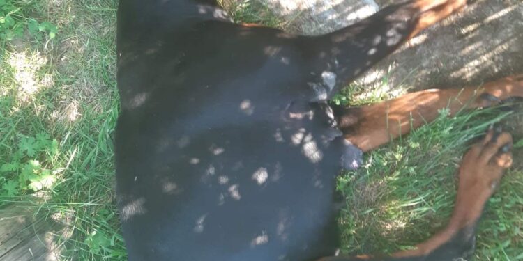 Organizovano trovanje pasa u veterinarskoj stanici u Lebanu – Sumnja se na umešanost „nekoga moćnog“?!