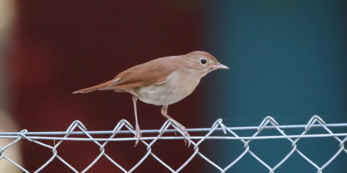 „Noć slavuja“ u Jablaničkom okrugu: Uživanje u noćnoj pesmi slavuja, u subotu i u Kacabaću