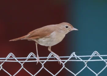 „Noć slavuja“ u Jablaničkom okrugu: Uživanje u noćnoj pesmi slavuja, u subotu i u Kacabaću
