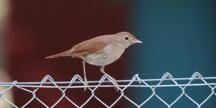 „Noć slavuja“ u Jablaničkom okrugu: Uživanje u noćnoj pesmi slavuja, u subotu i u Kacabaću