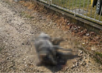 Ko truje vlasničke pse u Prokuplju? Za nekoliko dana pobio osam životinja