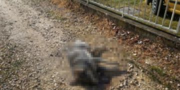 Ko truje vlasničke pse u Prokuplju? Za nekoliko dana pobio osam životinja