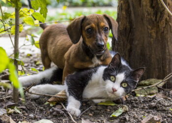 Danas je Svetski dan napuštenih životinja:U Leskovcu je u toku akcija prikupljanja hrane za četvoronožne beskućnike