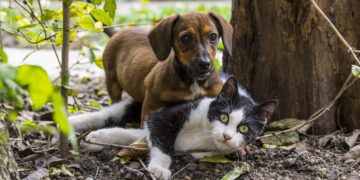 Danas je Svetski dan napuštenih životinja:U Leskovcu je u toku akcija prikupljanja hrane za četvoronožne beskućnike