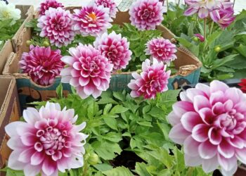 Džurdžil-apsolutni kralj Sajma cveća u Leskovcu