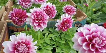 Džurdžil-apsolutni kralj Sajma cveća u Leskovcu