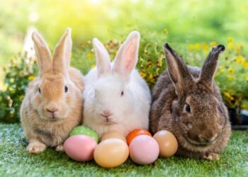 Zašto je zec, a ne kokoška simbol Uskrsa?