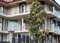 Slika dana: Kad vam raskošne puzavice ulepšaju običan četvrtak