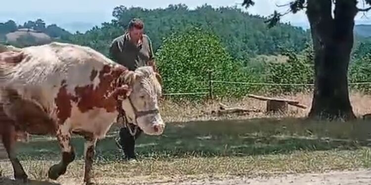 „Još večeras imaju šta da piju, sutra više ne“: Novak iz Stuble moli za jednu cisternu vode – VIDEO