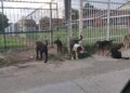 Čopor pasa ponovo napadao decu kod škole i vrtića u Leskovcu: Građani tvrde da nadležni ne reaguju