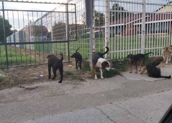 Čopor pasa ponovo napadao decu kod škole i vrtića u Leskovcu: Građani tvrde da nadležni ne reaguju