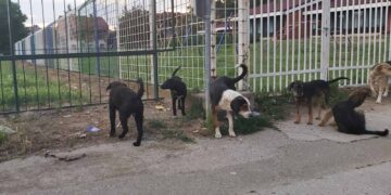 Čopor pasa ponovo napadao decu kod škole i vrtića u Leskovcu: Građani tvrde da nadležni ne reaguju