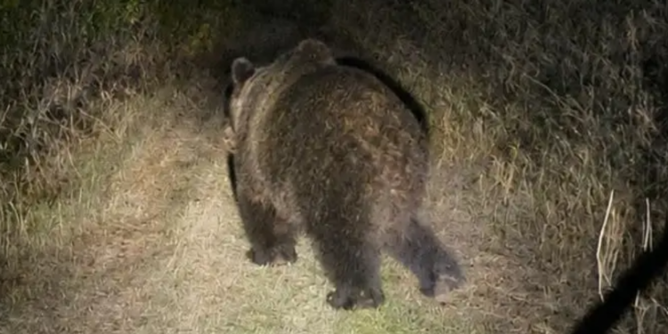 Marko se traktorom vraćao kući kada mu je put presekla mečka