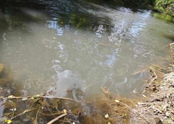 NLS: Nadležni da utvrde ko zagađuje Pustu reku i ugrožava stanovništvo